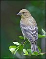 _0SB1816 lesser goldfinch female